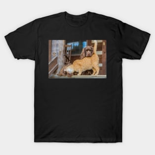 Sussex Spaniels and Friend T-Shirt